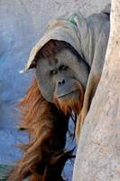 Endangered 15-year-old male Sumatran orangutan