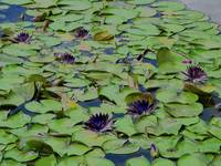 Funereal water lillies