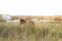 Wild Horse in the sunset