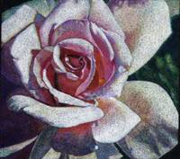 Garden Rose