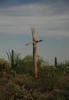 Cactus Cross