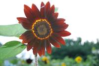 Black Sun Flower found in Westminser Md