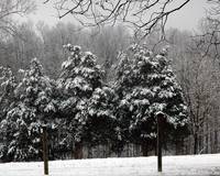 Snow Capped Cedars