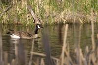 Goose in the Cattails