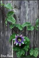 passionflower against the grain
