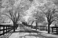 Country Road - Infrared Trees Landscape