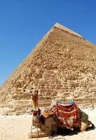 Pyramids of Giza Camel No. 2