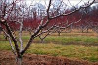 Tree orchard