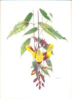 The Clock Vine, Thunbergia mysorensis