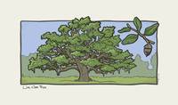 Florida Critter: Live Oak Tree