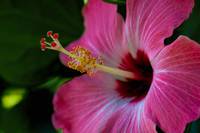 pink hibiscus (53 of 58)