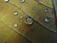 leafy rain2