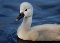 baby swan