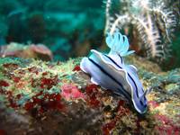 White and Blue Nudibranch