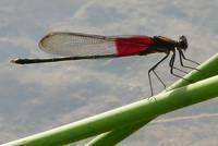 red-winged dragonfly