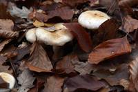 Mushrooms under leaves