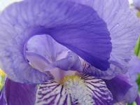IRIS FLOWER Art Prints Purple Lavender Irises
