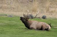 Elk - Yellowstone