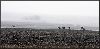 Deers and the fog