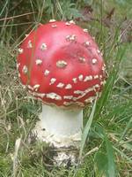 Fairytale Mushroom