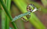Tiny Twin Dew Drops on a blade of grass!!