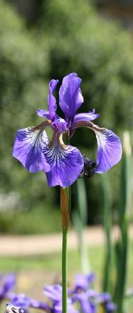 Purple iris 4