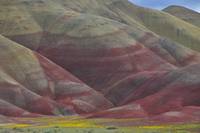 Painted Hills Spring Abstract
