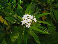 Maui's plumeria flowers