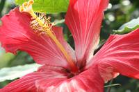 Red Hibiscus 2