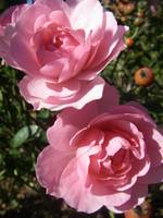 pink rose2
