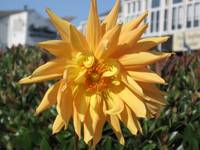 Sunburst Flower