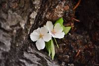 a flower growing out of a cherry tree 1
