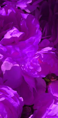 Roses  0277   Purple Edit