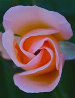 A Pink Rosebud