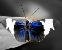 Blue Tinted Butterfly