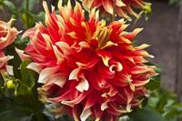 Clown Curly Dahlia in Red,White and Yellow