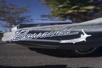 Black Barracuda