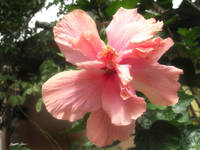 Glowing Pink Hibiscus 1