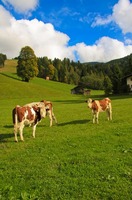 Austrian cows in an Austrian meadow