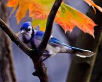 Blue Jay in the Fall