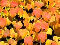 03 Leaves of autumn copia