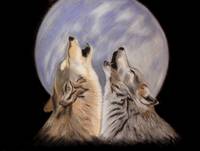 Night Howls (wolves)