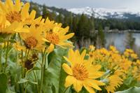 Caples Lake Flowers