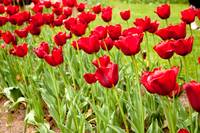 Red Tulips Part 2