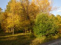 Autumn woody paysage