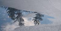 tree reflection on ice.