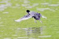 Water Coot