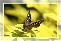 The Walkden Butterfly