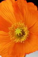 Orange poppy flower close up