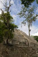 Calakmul Trees in Ruins